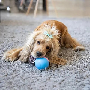 Magic Ball Pet Motion Toy