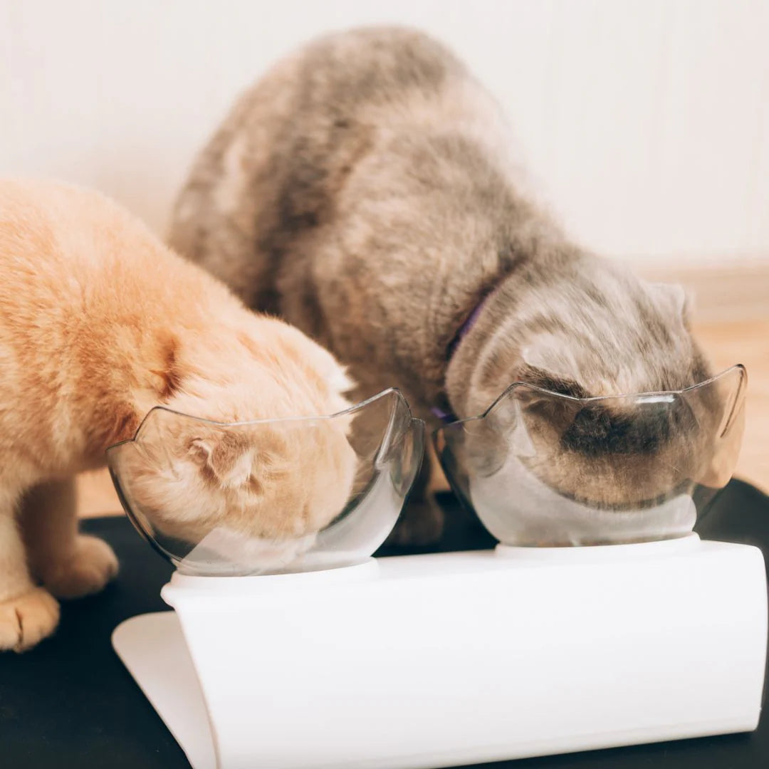 Anti-Vomiting Cat Feeder