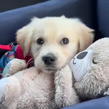 Calming Otter Plush Dog Buddy