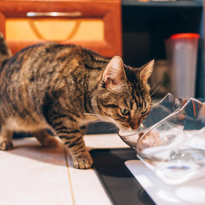 Anti-Vomiting Cat Feeder