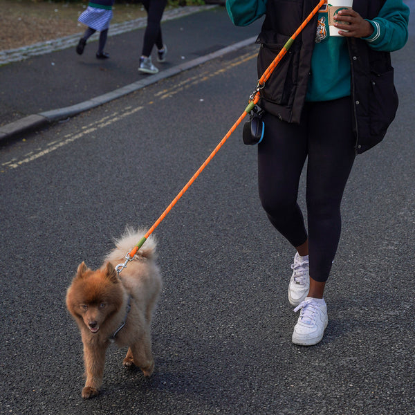 Hands free pet dog leash