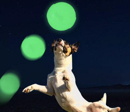 Super Elastic Luminous Dog Ball