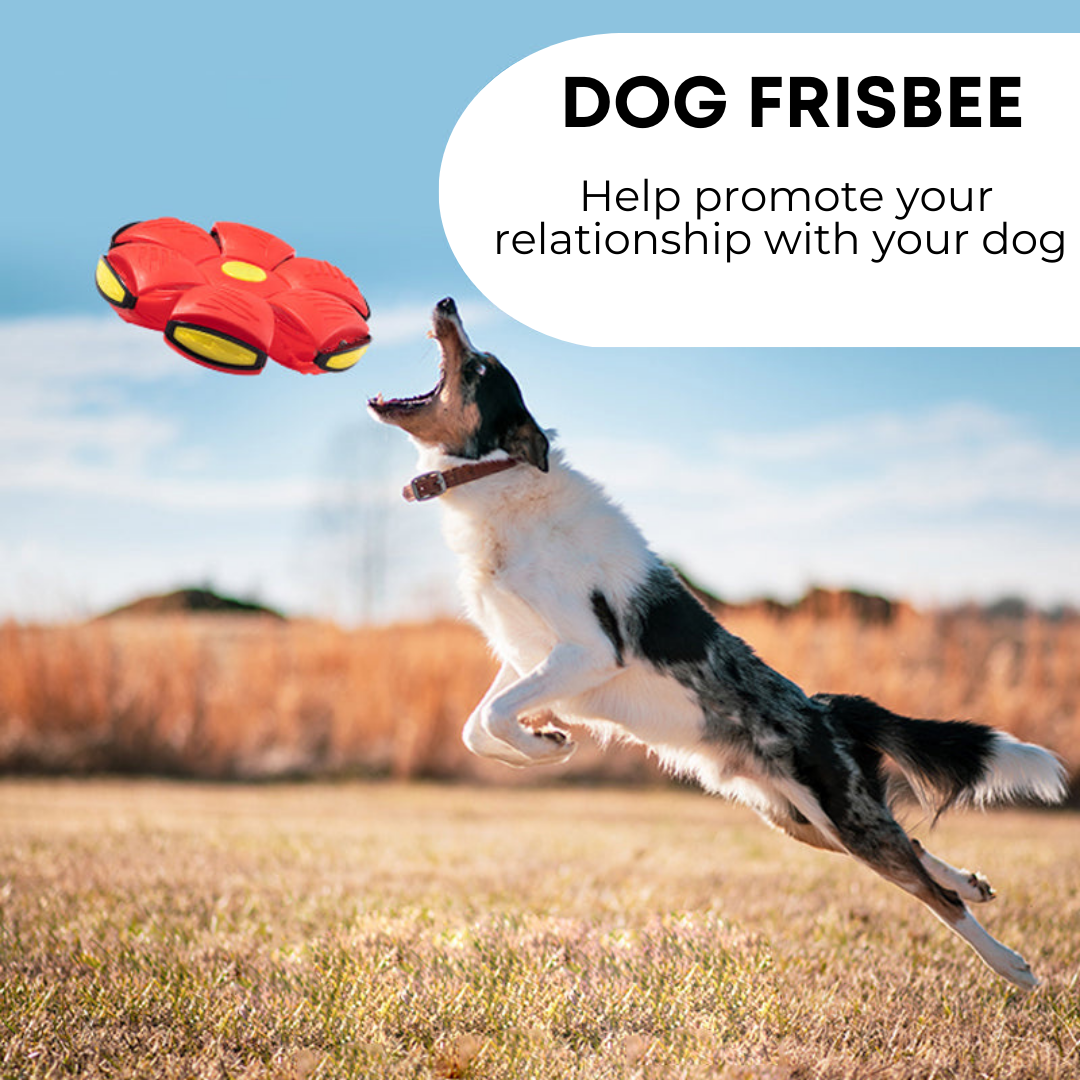 Flying Saucer Ball Dog Toy