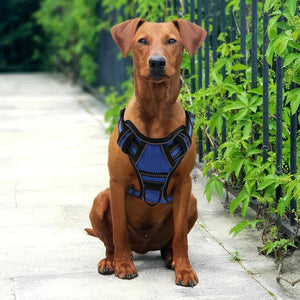Dog Harness (No-Pull & Reflective Dog Harness)