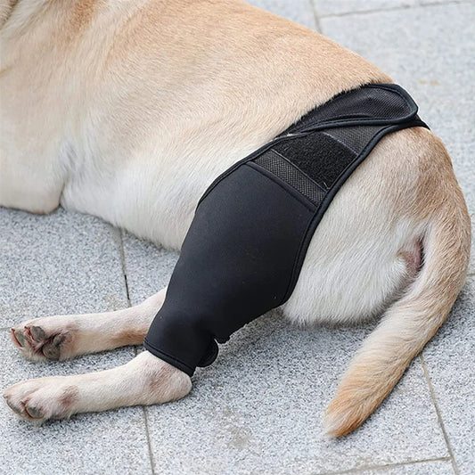 Neoprene Rear Dog Knee Brace for Torn ACL