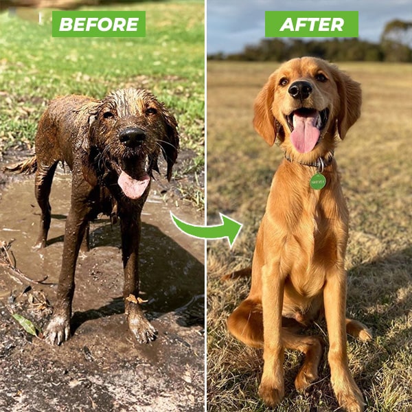 The Original Pup Jet - Dog Shower with 8 Spray Modes