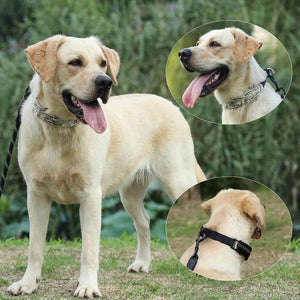 Dog Training Collar with Buckle For Large Dogs（Removable cap）