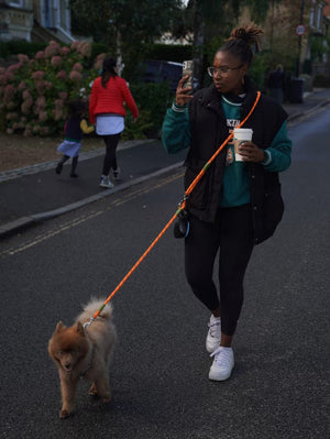 Hands free pet dog leash