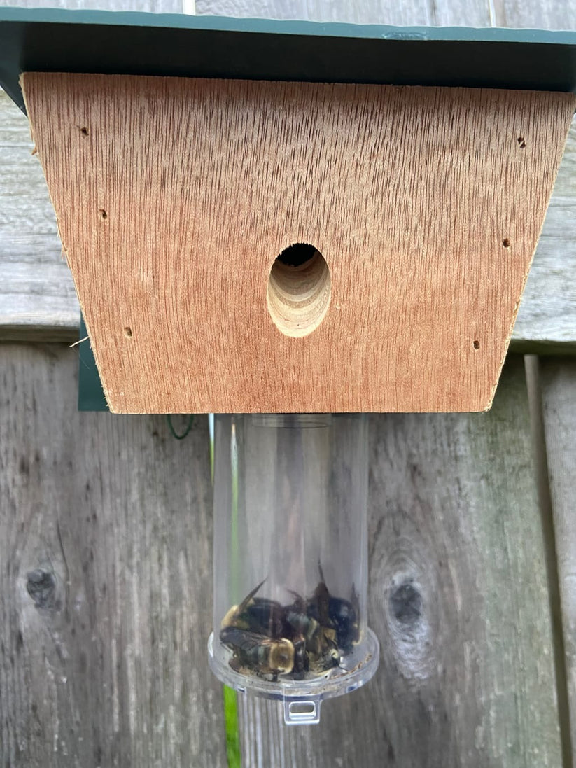 Best Carpenter Bee Traps