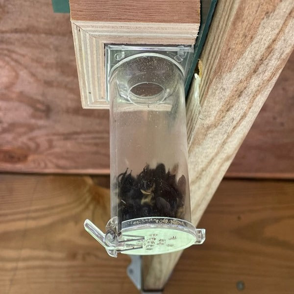 Best Carpenter Bee Traps