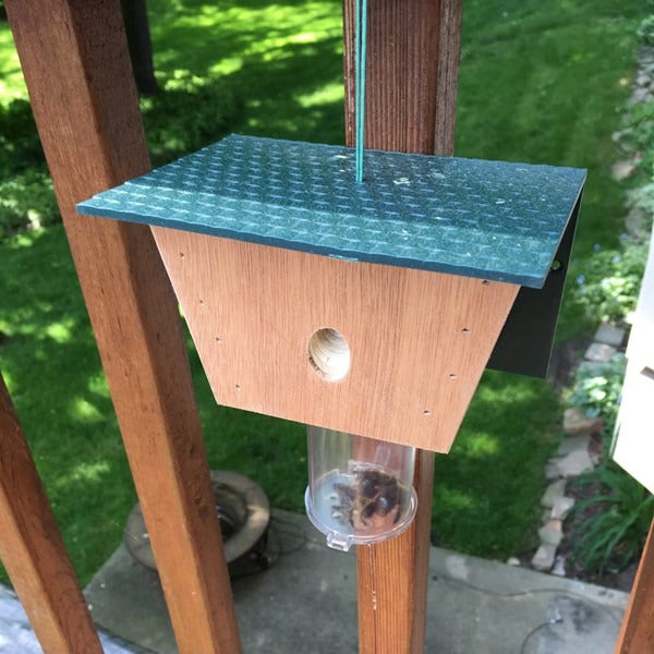 Best Carpenter Bee Traps