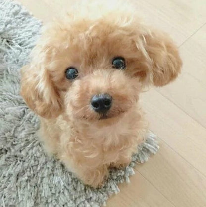 Cuddle Cushion Lifelike Plush Puppy Toy