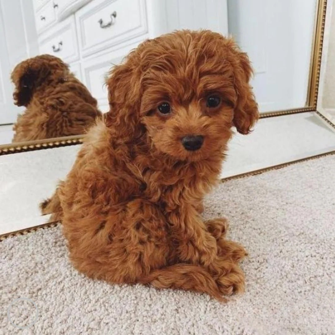 Cuddle Cushion Lifelike Plush Puppy Toy