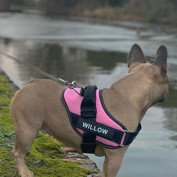 Personalised No Pull Dog Harness