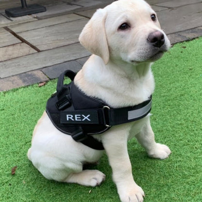 Personalised No Pull Dog Harness