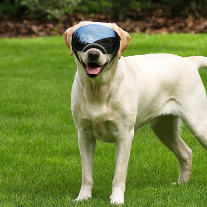 Dog Goggles with Adjustable Strap